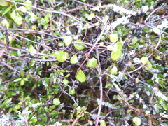 Scandia geniculata
