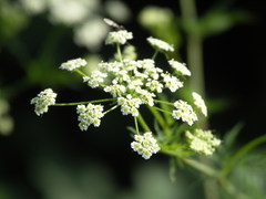 Chaerophyllum bulbosum