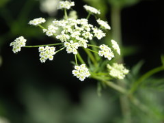 Chaerophyllum bulbosum