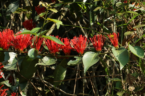 Englerina gabonensis image