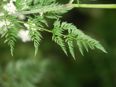 Chaerophyllum bulbosum