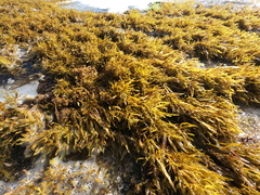 Sargassum obtusifolium