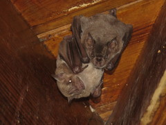 Artibeus jamaicensis