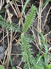 Achillea millefolium