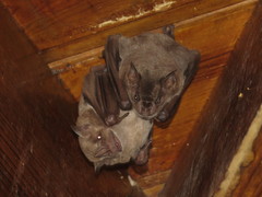 Artibeus jamaicensis