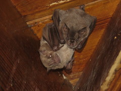 Artibeus jamaicensis