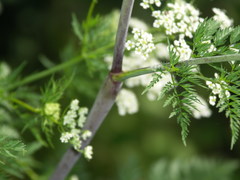 Chaerophyllum bulbosum