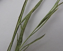 Psephellus trinervius