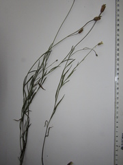 Psephellus trinervius