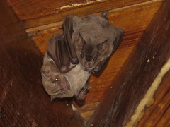 Artibeus jamaicensis