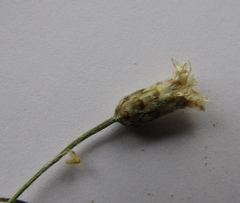 Psephellus trinervius