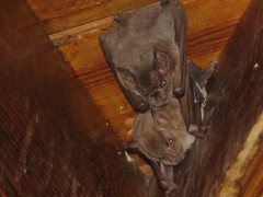 Artibeus jamaicensis