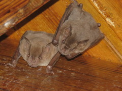 Artibeus jamaicensis