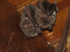 Artibeus jamaicensis