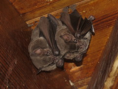 Artibeus jamaicensis