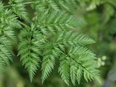 Chaerophyllum bulbosum
