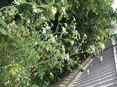 Chaerophyllum bulbosum