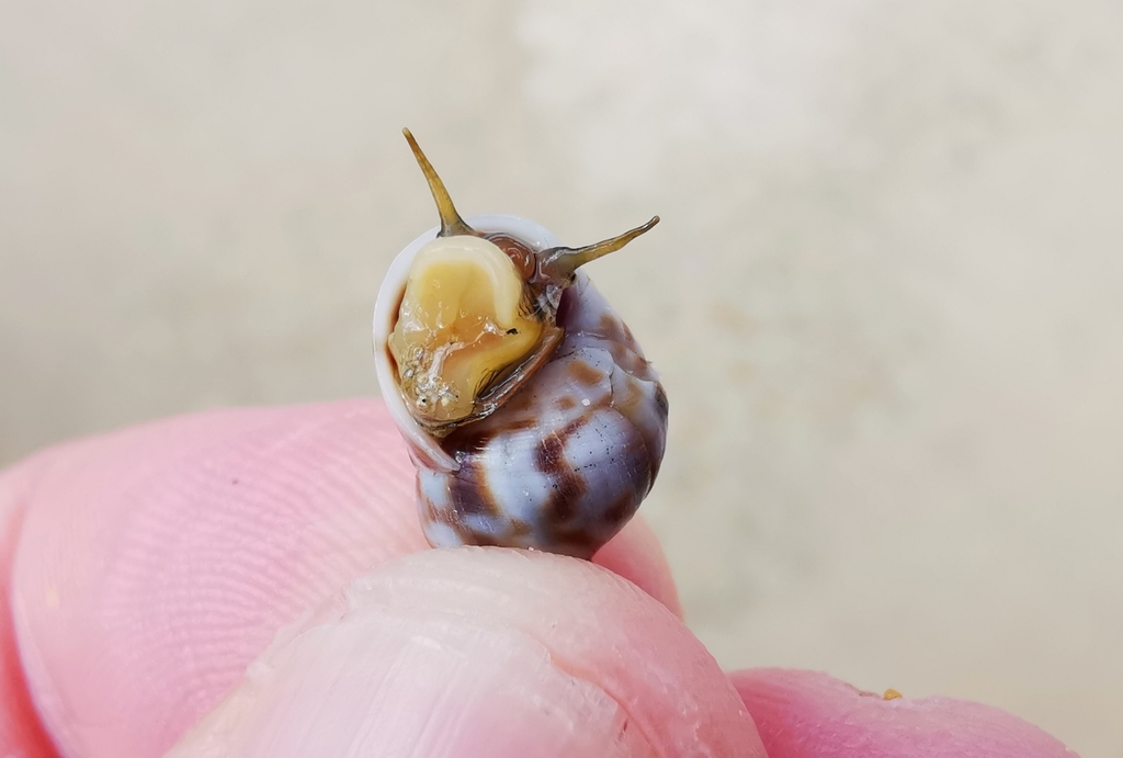 Robust shell