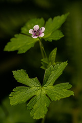 Geranium arabicum