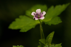 Geranium arabicum