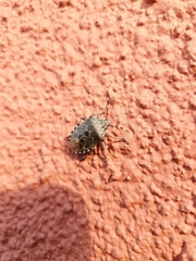 Rhaphigaster nebulosa