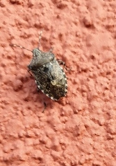 Rhaphigaster nebulosa