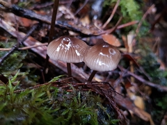 Mycena mulawaestris