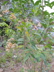 Gymnanthemum amygdalinum