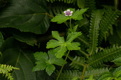 Geranium arabicum