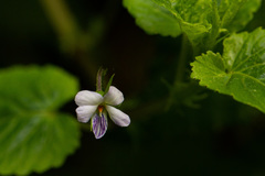 Viola abyssinica