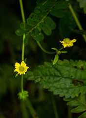 Ranunculus multifidus