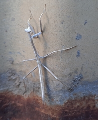 Archimantis sobrina