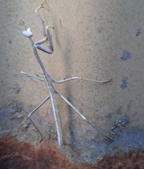 Archimantis sobrina