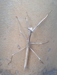 Archimantis sobrina