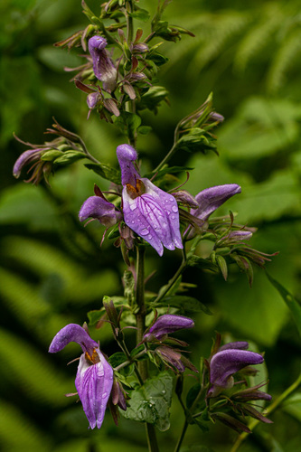 Brillantaisia owariensis image