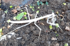 Archimantis sobrina
