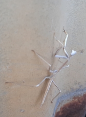 Archimantis sobrina