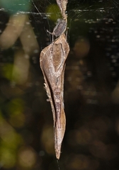 Cyrtophora petersi