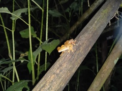 Rhacophorus margaritifer