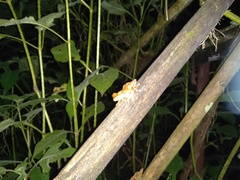 Rhacophorus margaritifer