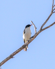 Grantiella picta