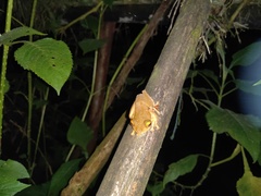 Rhacophorus margaritifer