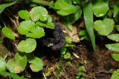 Asthenodipsas laevis