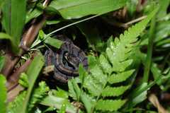 Asthenodipsas laevis