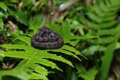 Asthenodipsas laevis