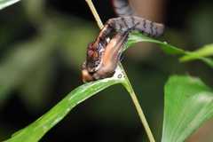 Asthenodipsas laevis