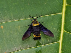 Sataspes xylocoparis