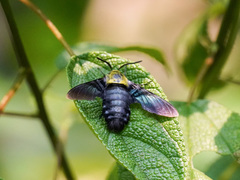 Sataspes tagalica