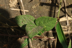 Eriosema parviflorum