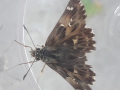 Carcharodus